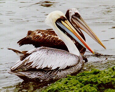 [pelicanos.jpg]