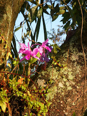 Orchids by the Gate