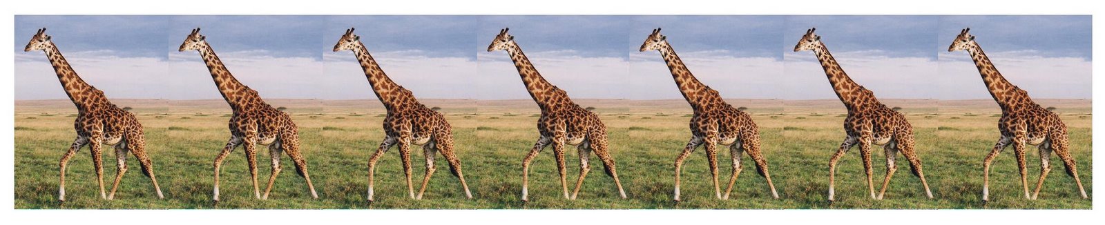 [Giraffe.jpg]