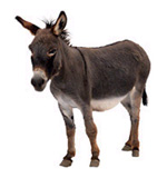 [donkey2.jpg]