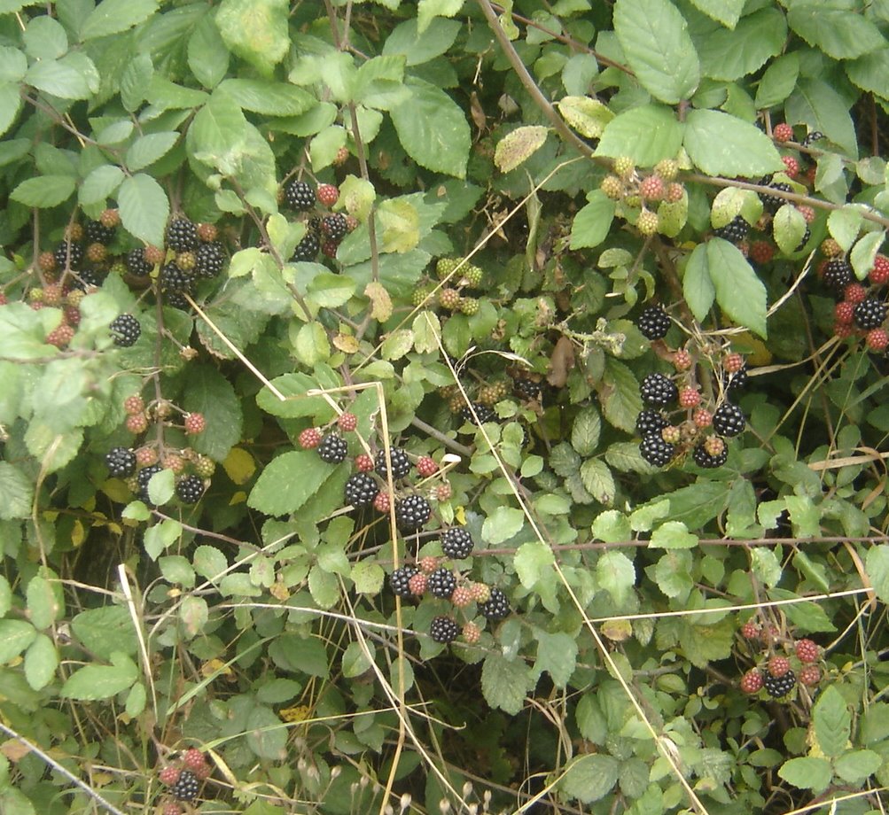 [blackberries+in+herts.JPG]