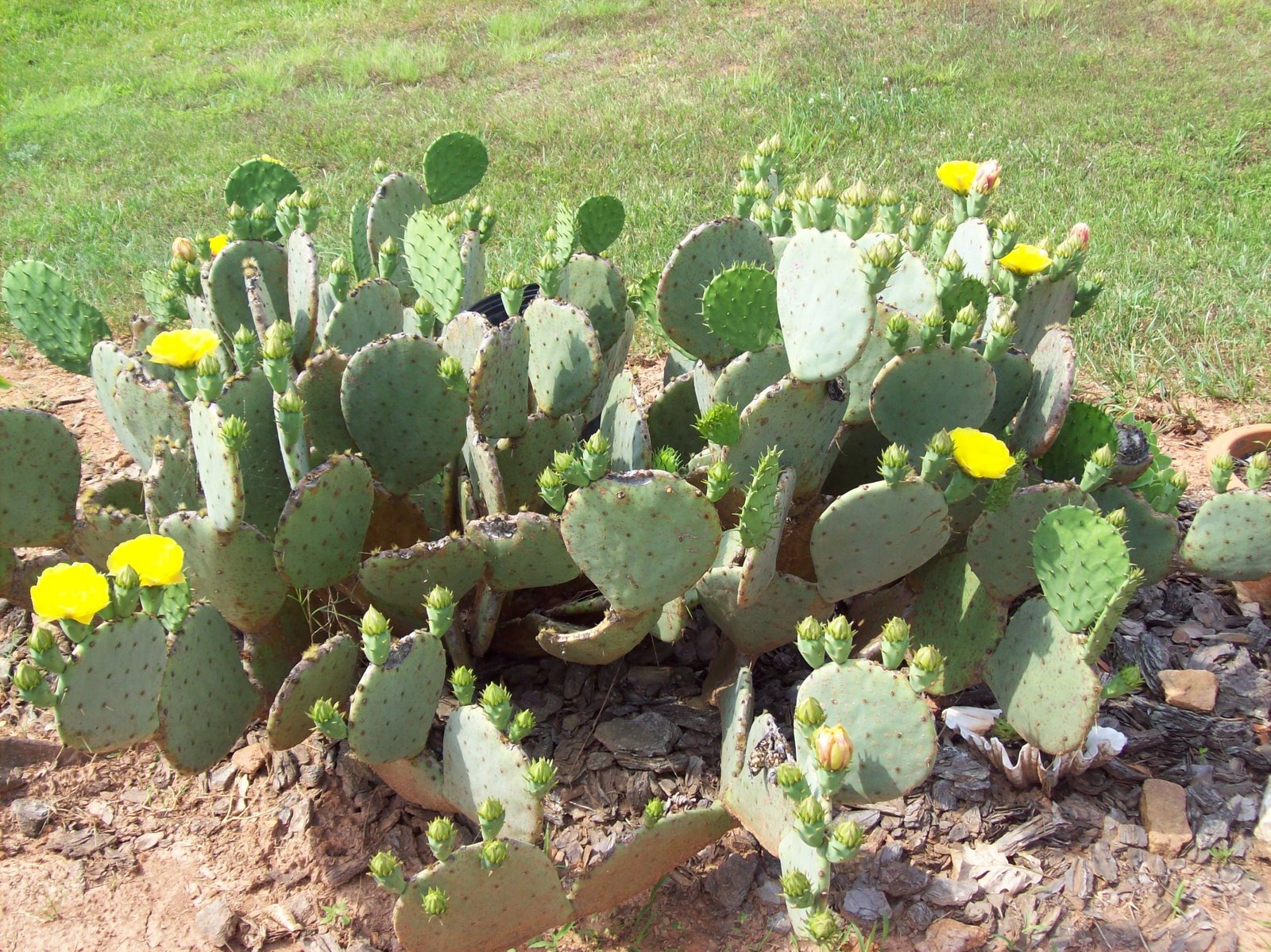 [cactus+in+bloom.jpg]