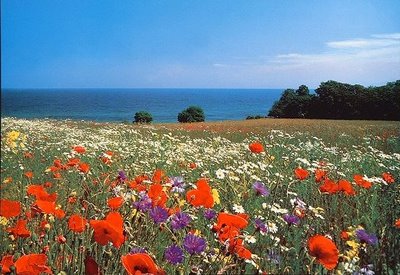 [A_flower_field_on_the_sea_France.jpg]