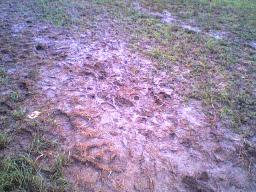 [muddy+field.JPG]