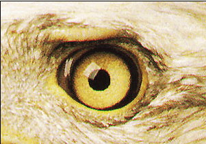 [eagle+eyesjust+the+eyeball.png]