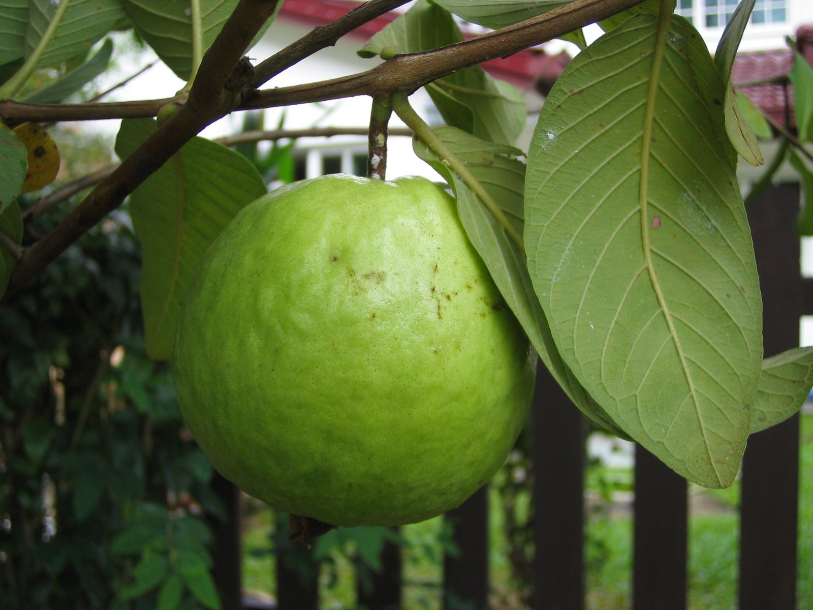 [Amoi's+guava.JPG]