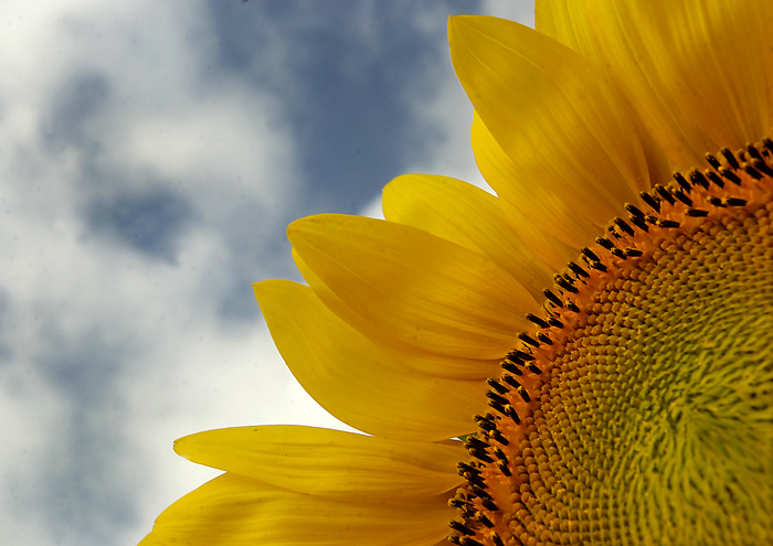 [GP061807+Sunflowers+181.jpg]