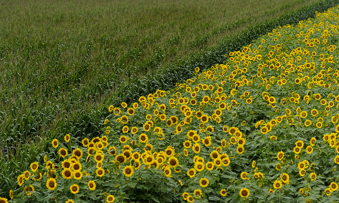 [GP061807+Sunflowers+094.jpg]