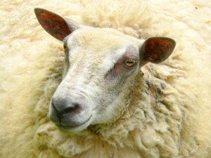 [289629_sheep_and__lambs_3.jpg]