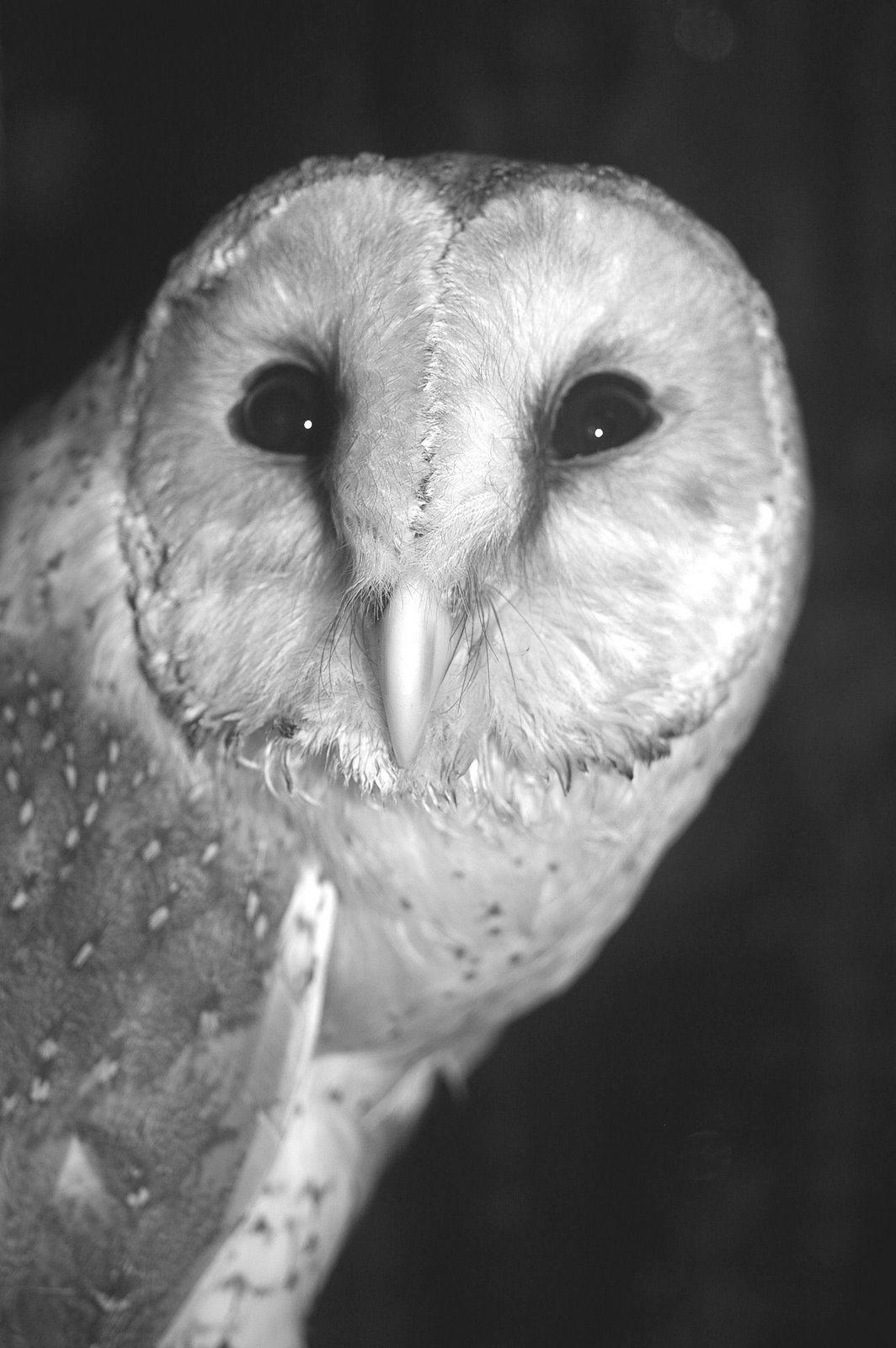 [barn+owl.jpg]