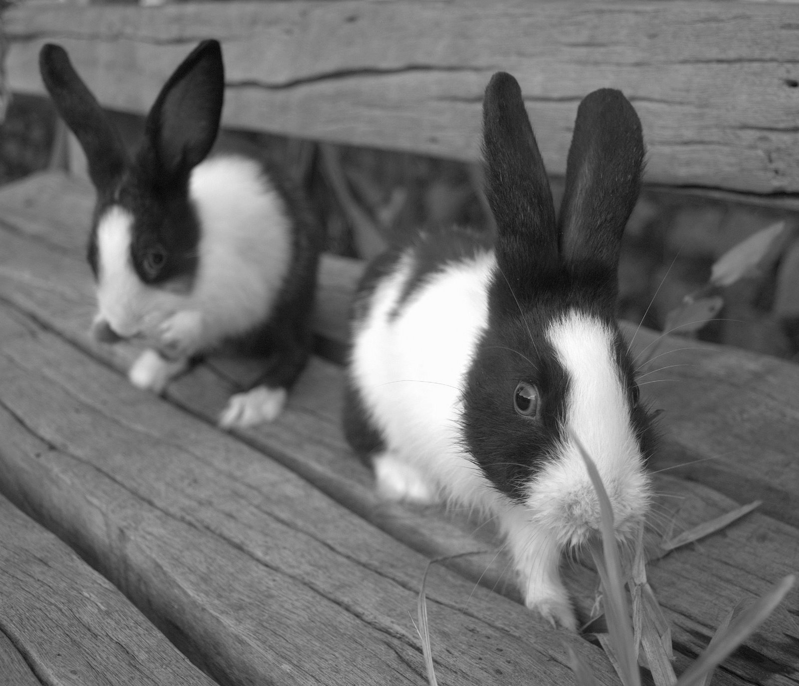 [two+bunnies.jpg]