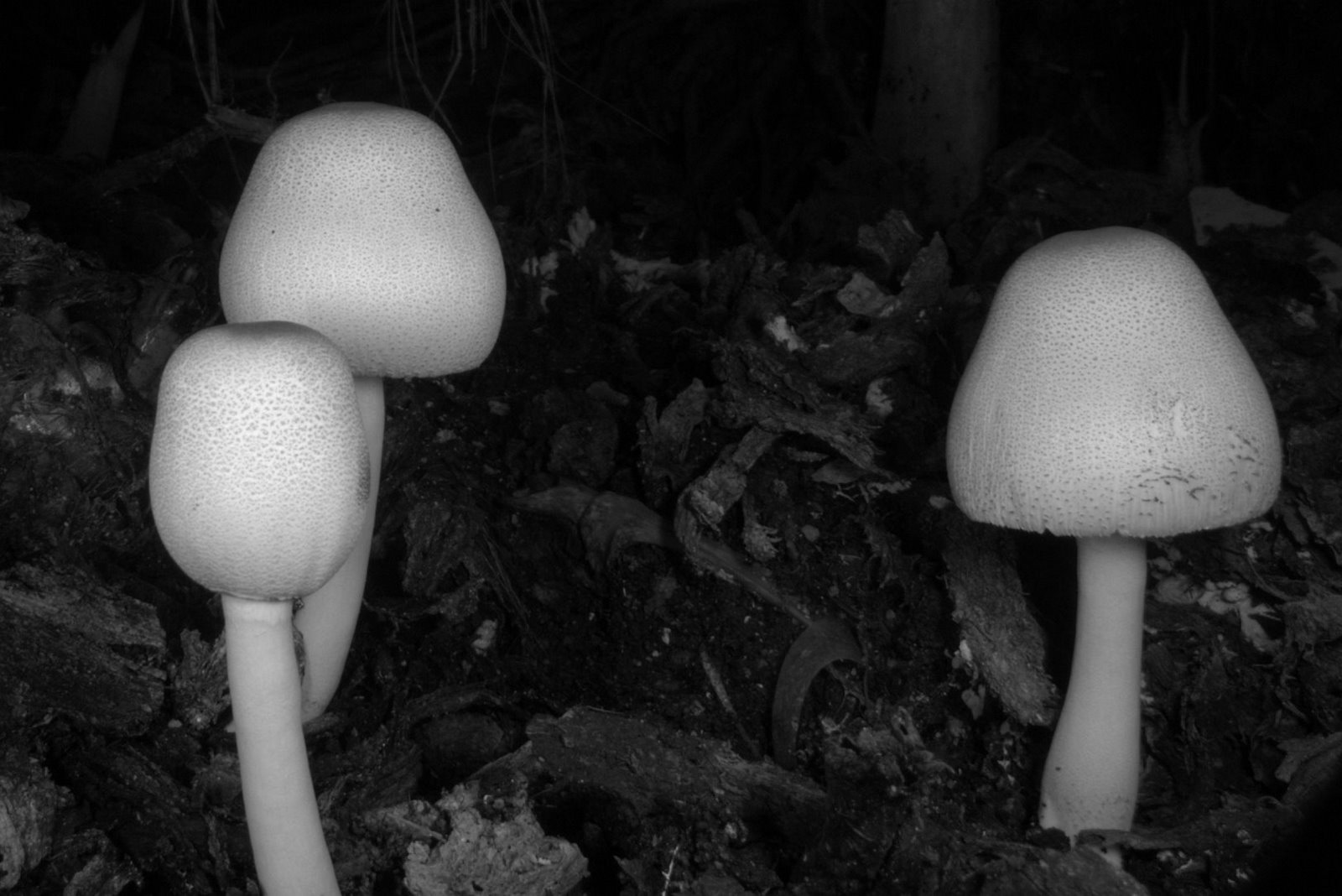 [mushrooms+2.jpg]