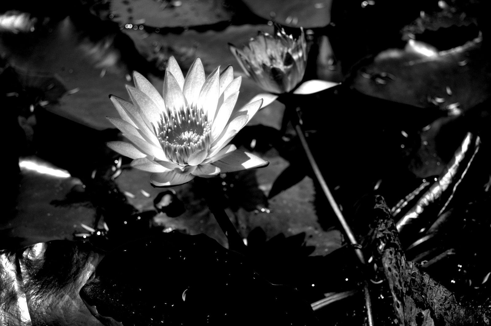 [lotus+flower.jpg]