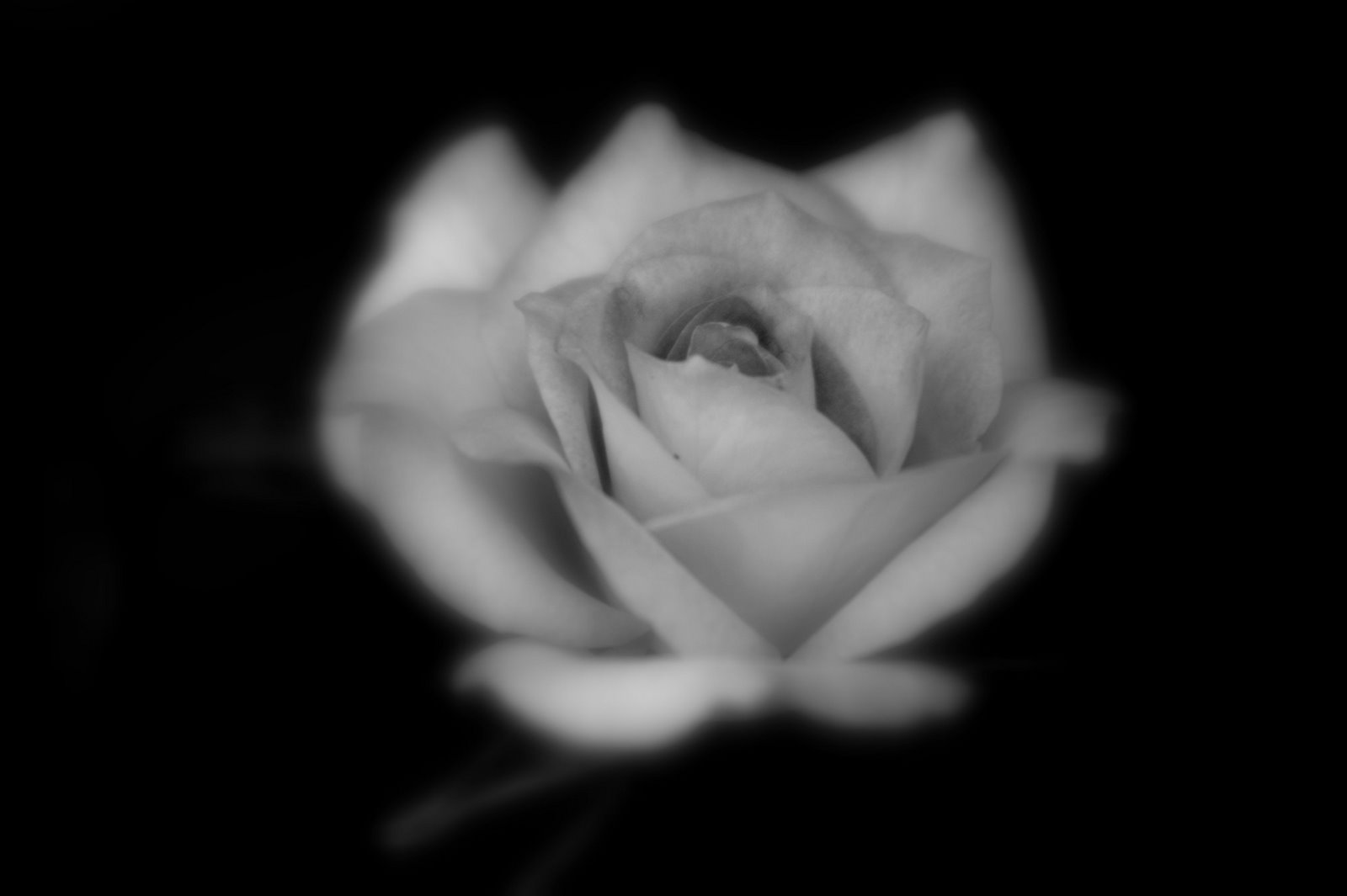 [rose+1.jpg]