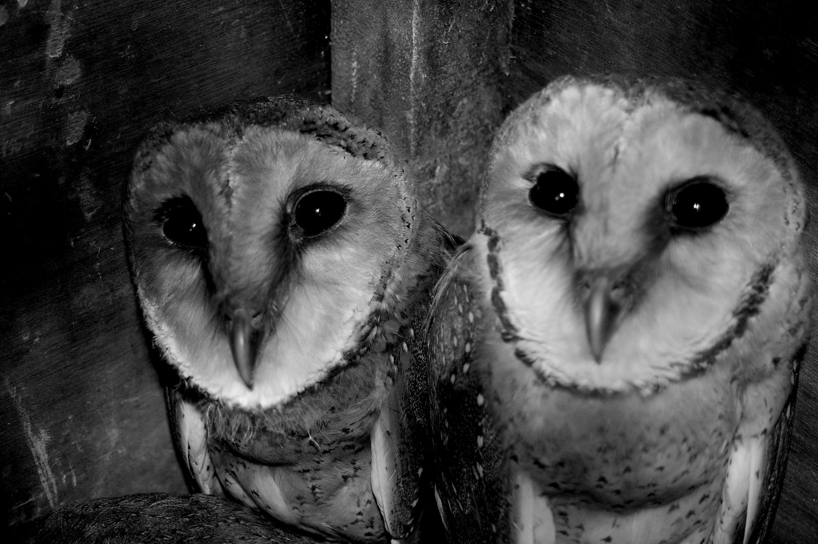 [owls+in+nest+2.jpg]