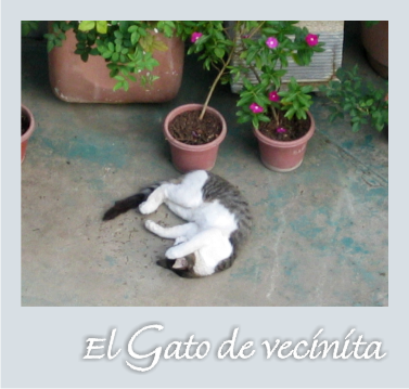 [GATO.png]