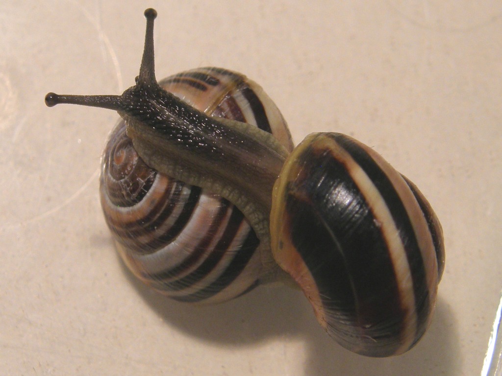 [snail+couple+4.JPG]
