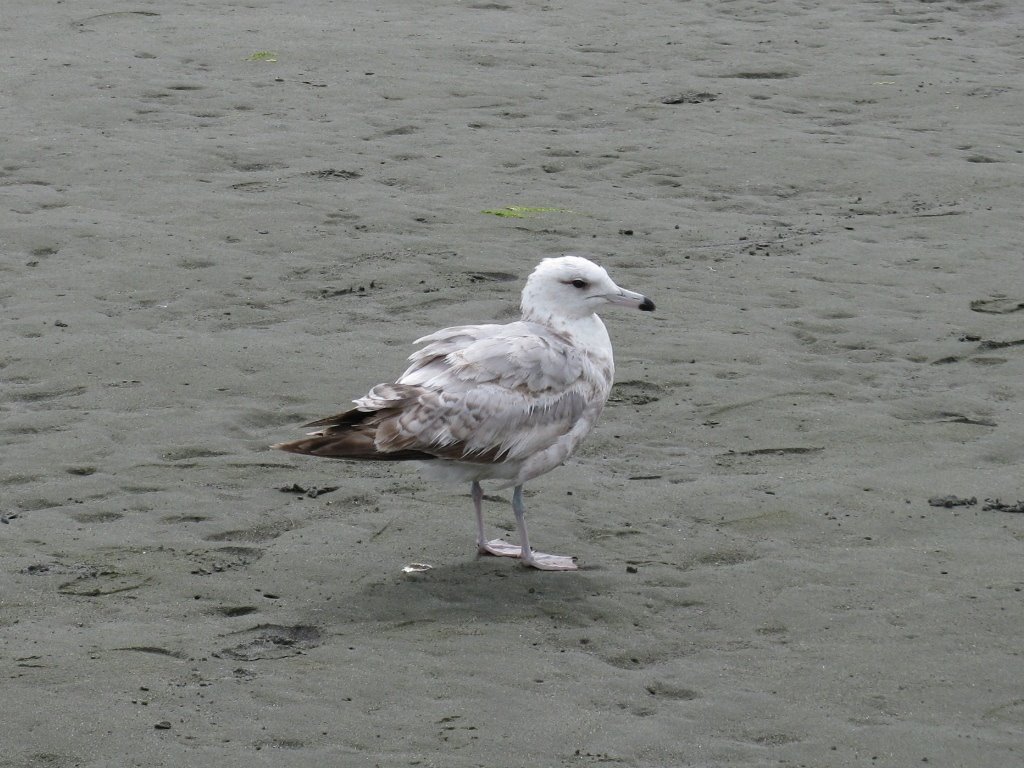 [fluffy+seagull+b.JPG]