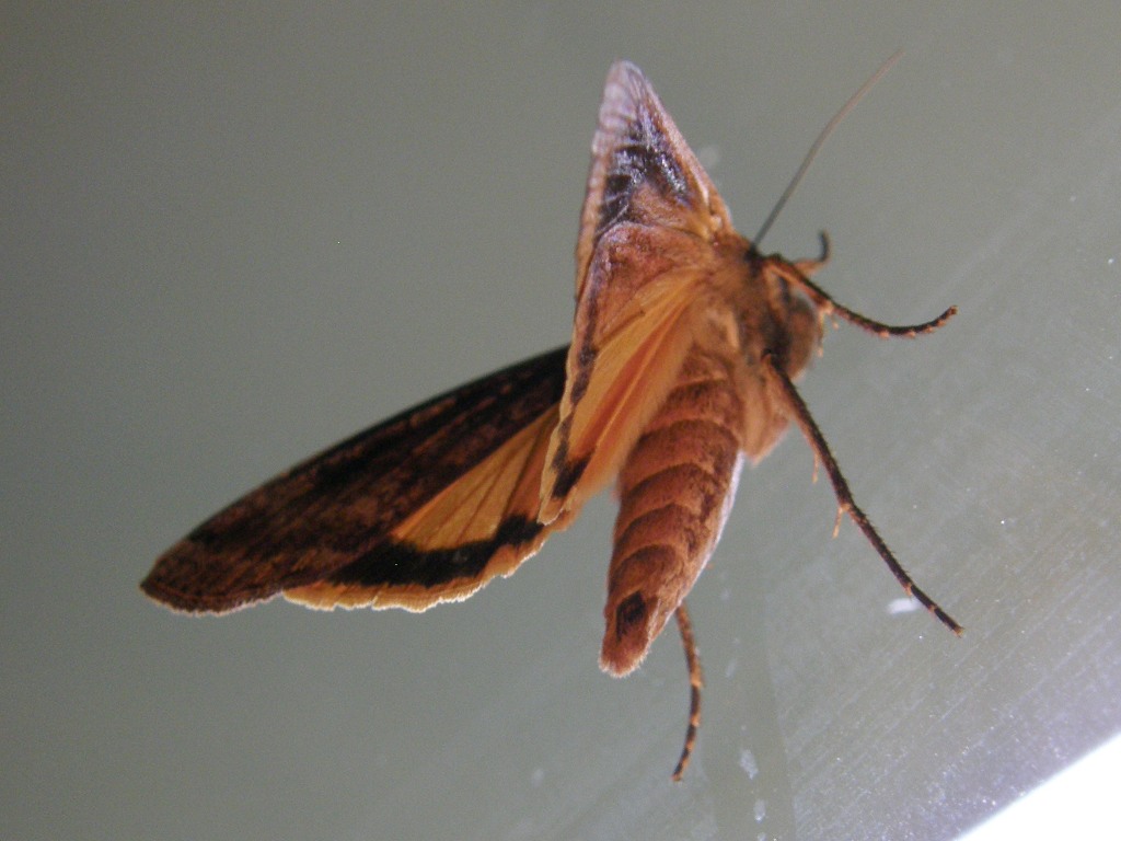 [orange+underwing+moth+8.JPG]