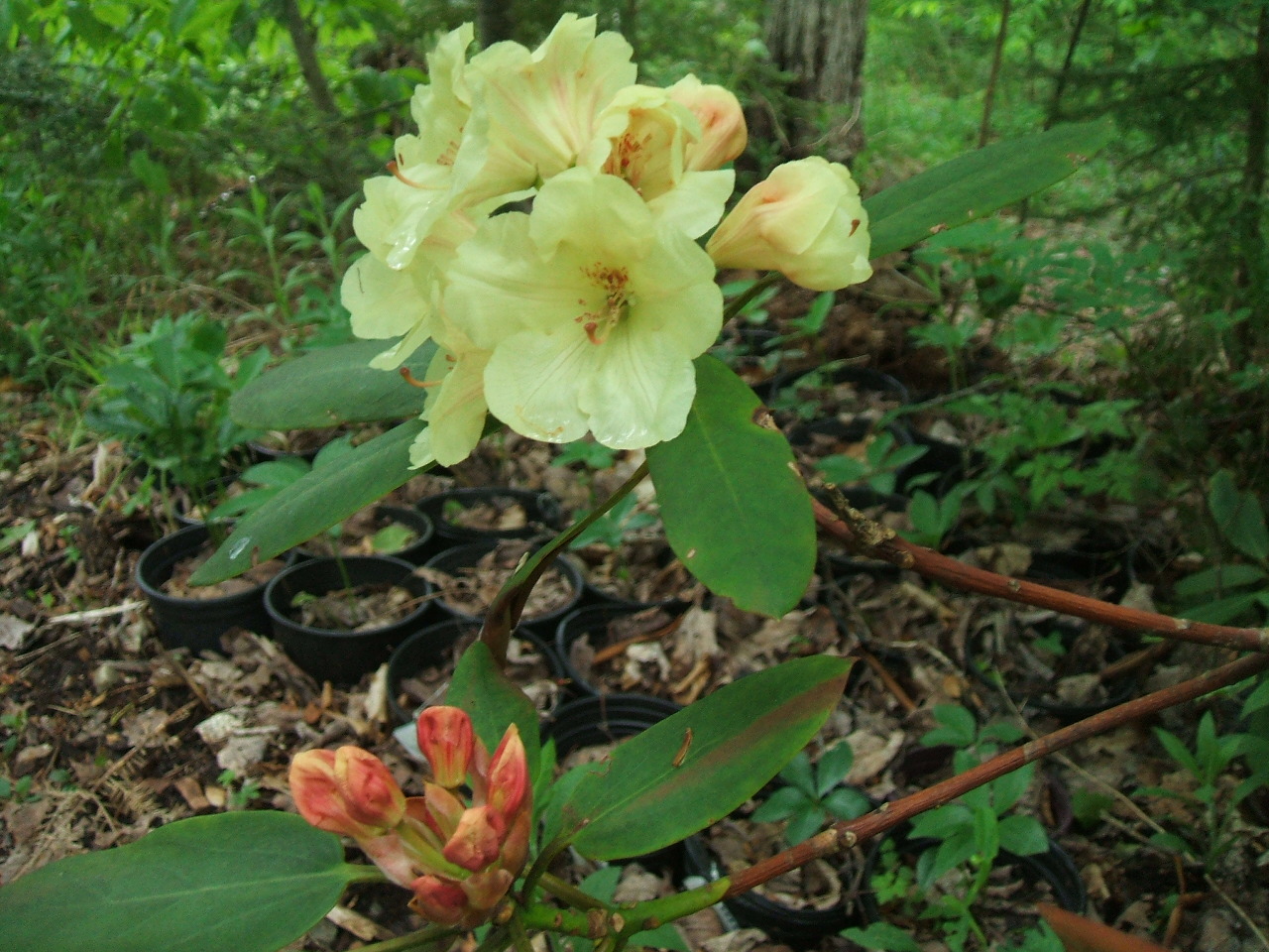 [1990N+f+Rhododendron+x+hybrid+cv+Vinecrest+2007.JPG]