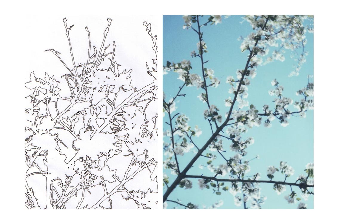 [blossoms_2views_white.jpg]