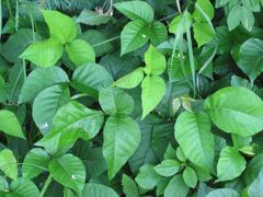 [240px-Toxicodendron_radicans.jpg]