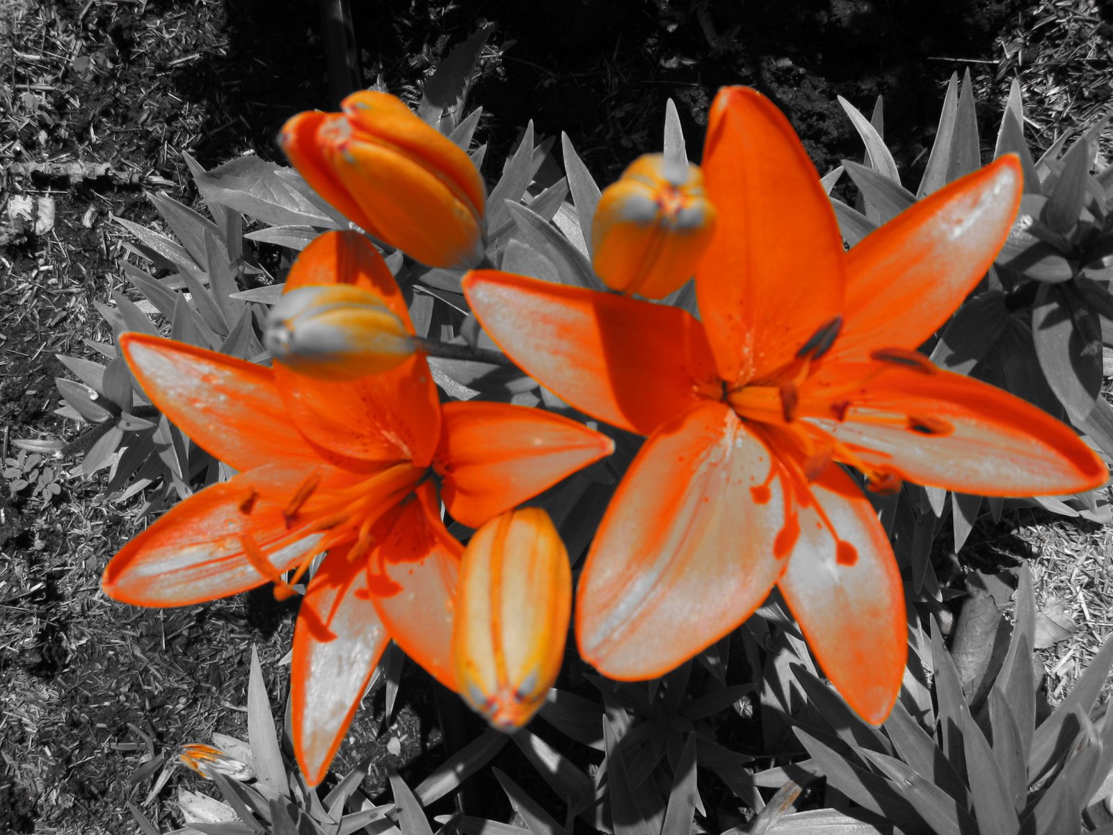 [orange+lilies.jpg]