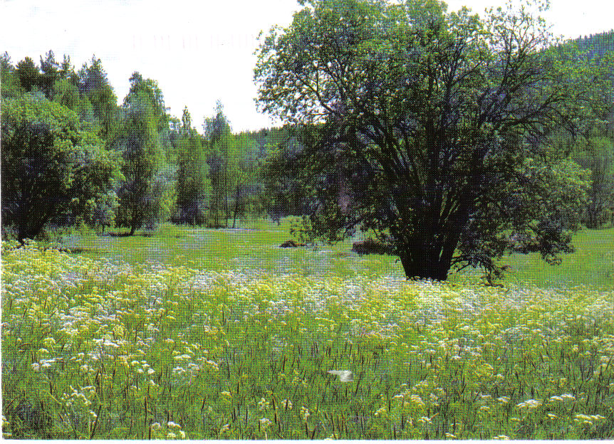 [finnish+meadow.jpg]