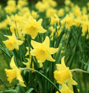 [daffodils_04.jpg]