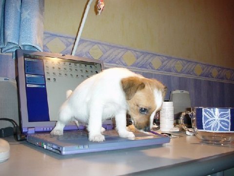 [dog+pee+on+laptop.bmp]