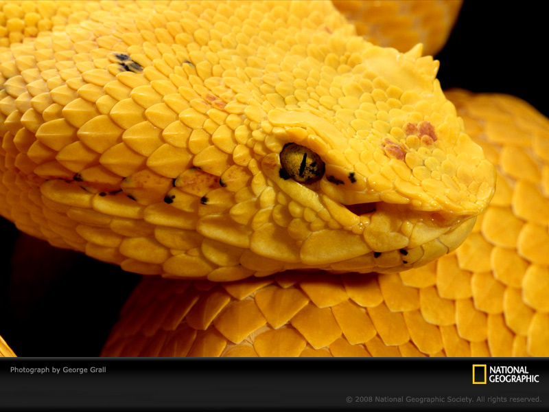 [yellow-snake-grall-394838-sw.jpg]