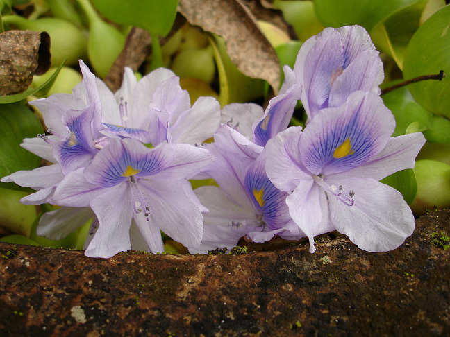 [hyacinth.jpg]