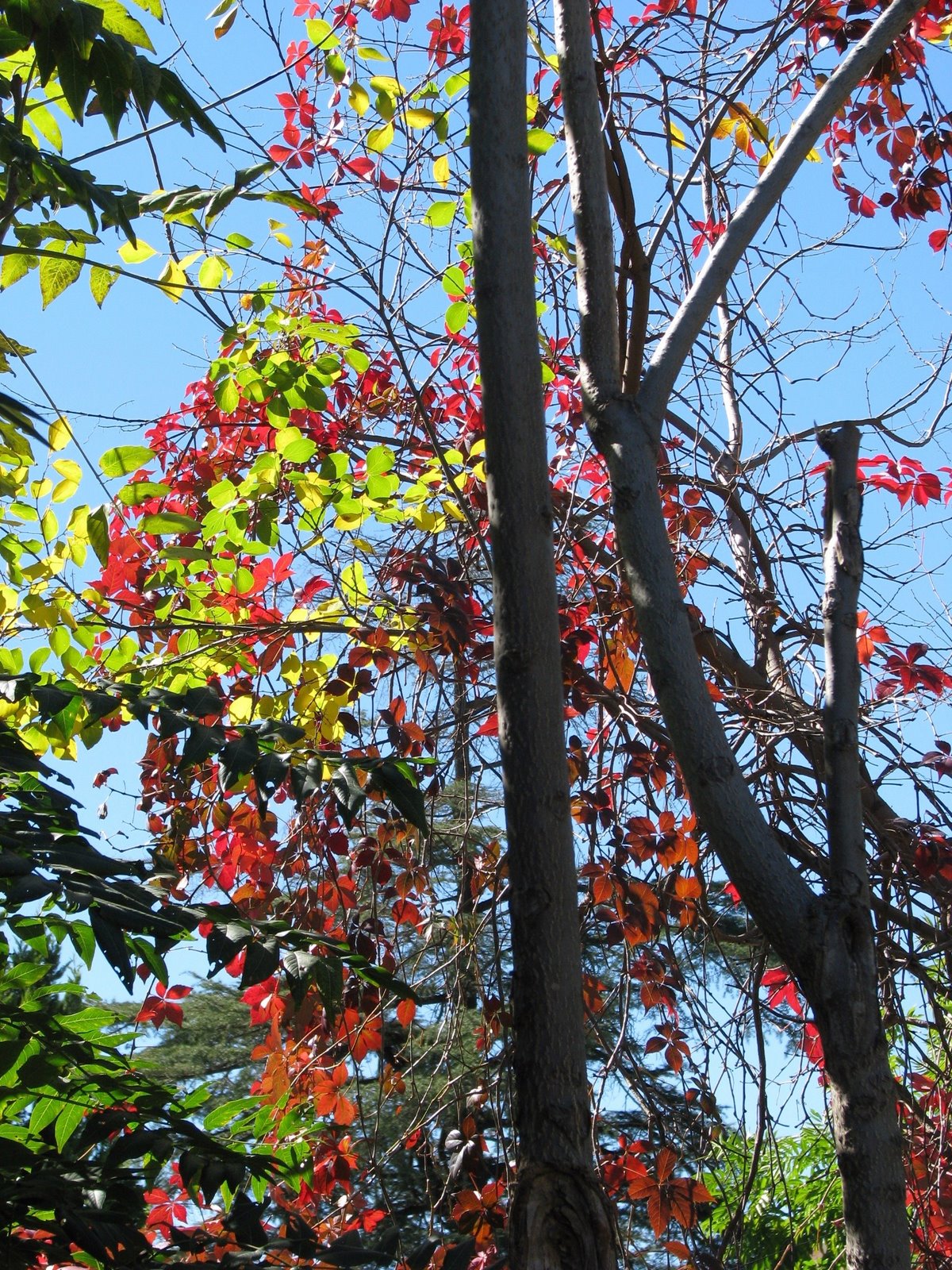 [Autumn+Leaves+014.jpg]