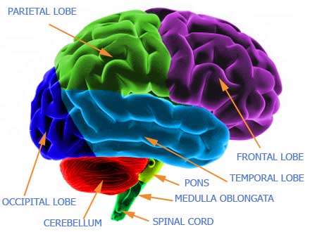 [diagram_human_brain.jpg]