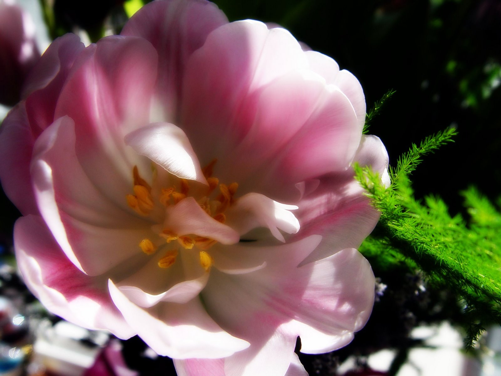 [pinkflower_ortonish.jpg]