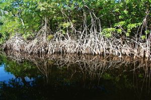 [mangrove1.jpg]