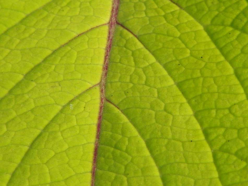 [coleus+leaf.JPG]