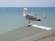 Bexhill seafront, with gull