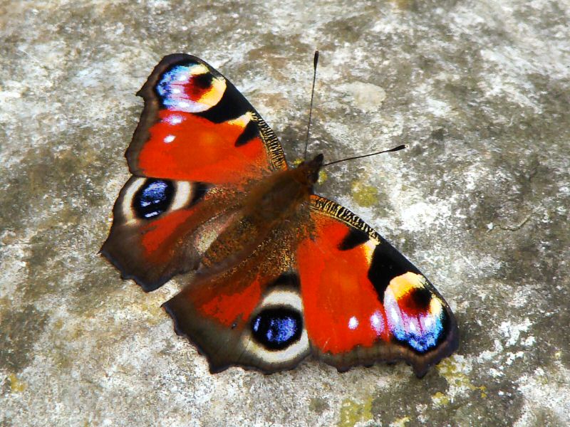 [Butterfly.JPG]