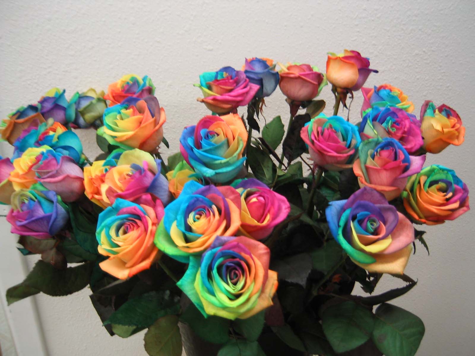 [rainbow+roses.jpg]