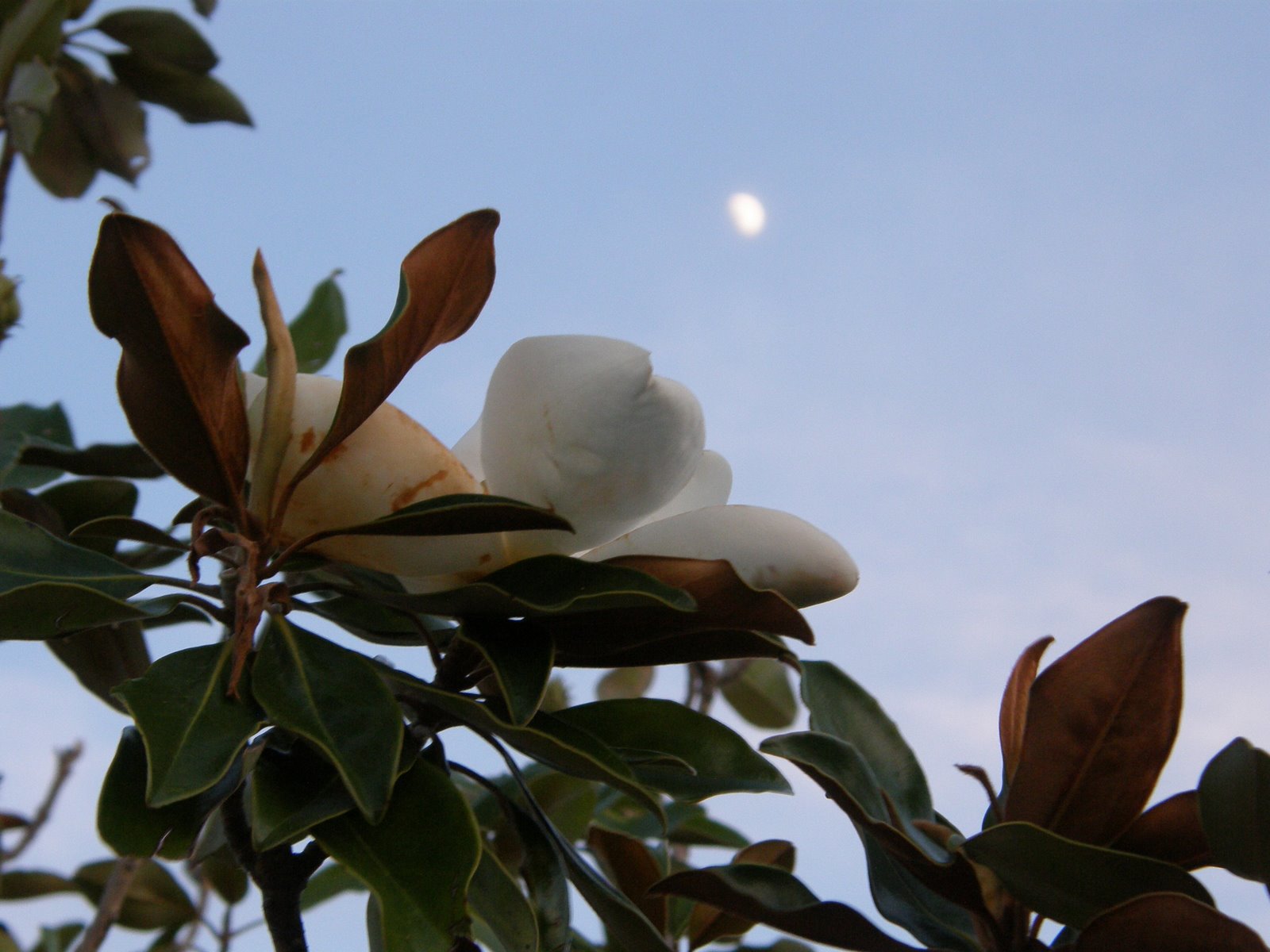 [2008+July+11++Flowers,Magnolia+2,+McKinney+183.jpg]