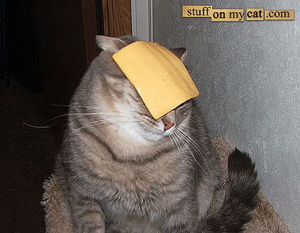 [cheese+cat.jpg]