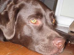 Our beloved granddog! Amazing Mister Mocha April 2008