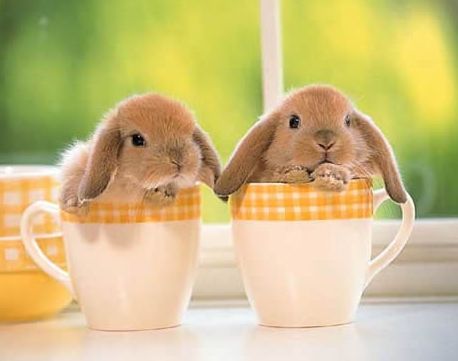[bunnies.jpg]