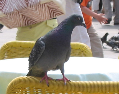 [pigeons3.jpg]