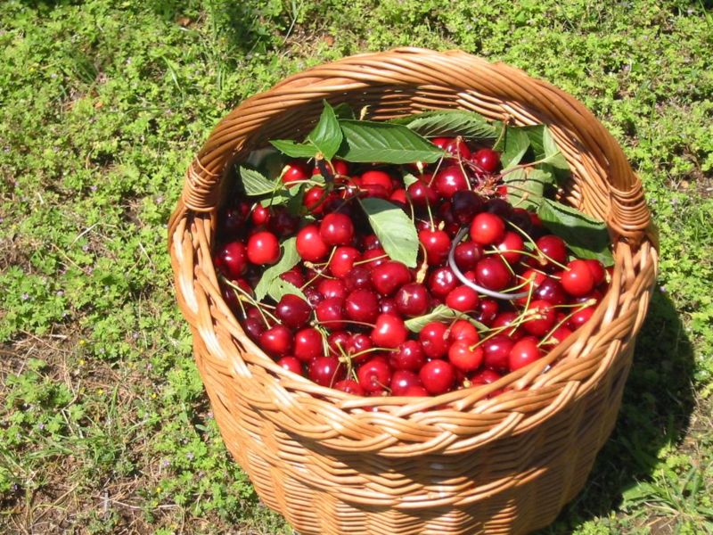 [cherries+in+basket.JPG]