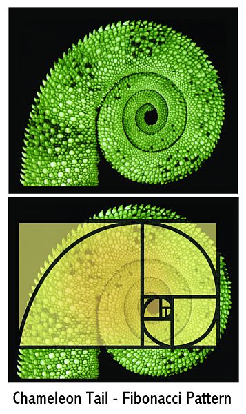 [chameleon_fibonacci.jpg]