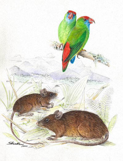 [2newspecies_mouse&parrot.jpg]