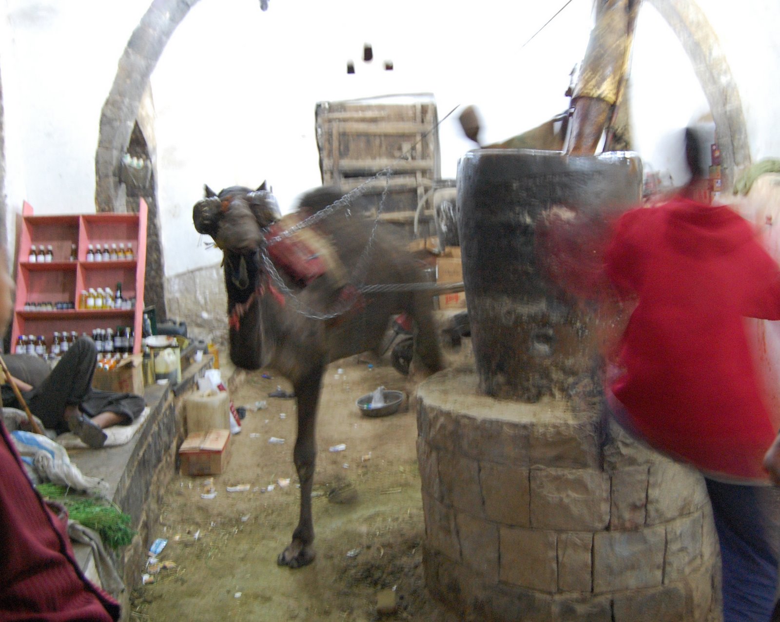 [oil+making+with+camels+old+sanaa.jpg]
