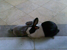 My rabbits